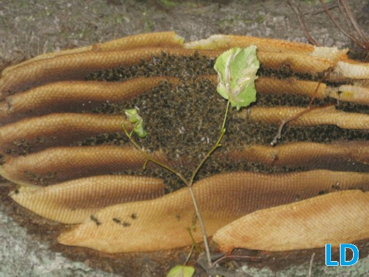 3.10.2010 - škůdci působí více na včelách je vidět znatelný úbytek včel, prostě člověk pomalu vítězí.